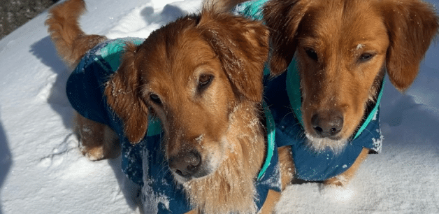 two golden retriever dogs in snow with coats on