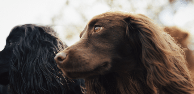 healthy cocker spaniel with strong immune system