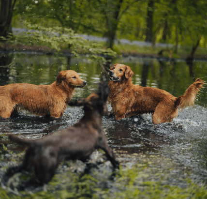 James Middleton's dogs playing in water in cold weather