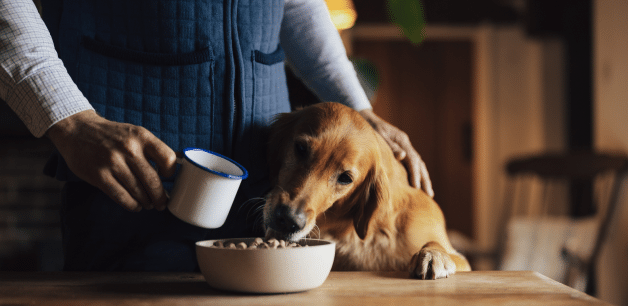 golden retriever eating freeze-dried raw food from bowl 