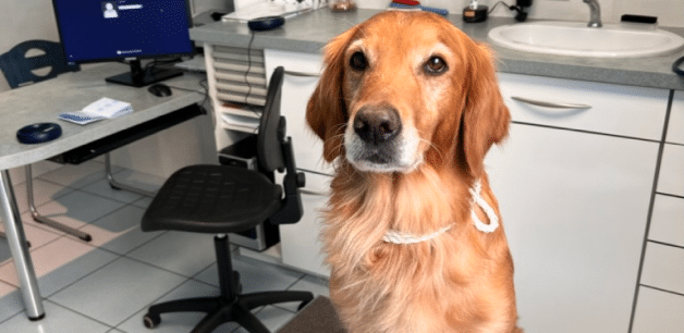 golden retriever at the vets