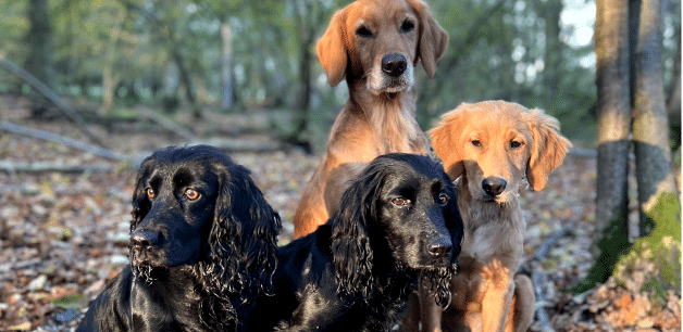 James Middleton's dogs in the woods on a cold winter's day