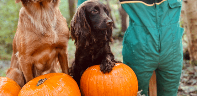 a brown cocker spaniel next to a pumpkin