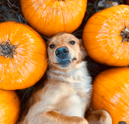 A golden retriever lying on her back surrounded by pumpkins, looking up at the camera