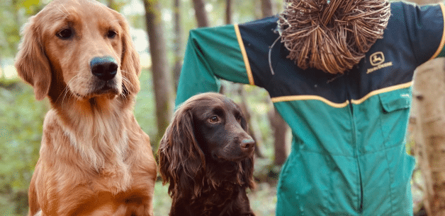 two dogs next to a halloween scarecrow