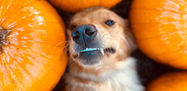 a dog lying in a field of halloween pumpkins