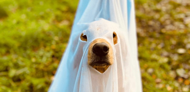 A dog in a spooky pet safe halloween costume