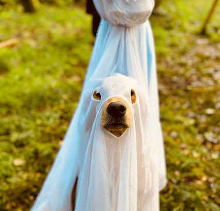 A dog in a spooky pet safe halloween costume