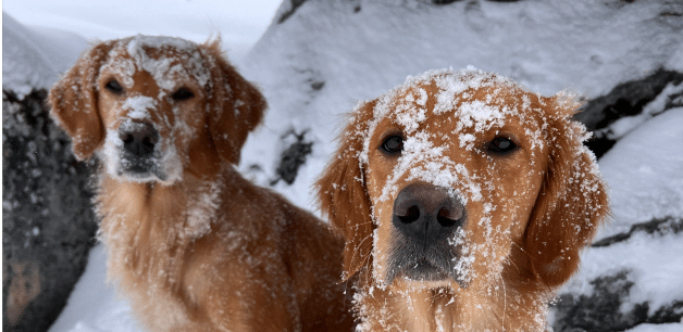 two golden retrievers in snow