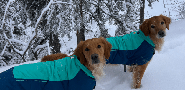 two golden retrievers in snow with warm dog coats on