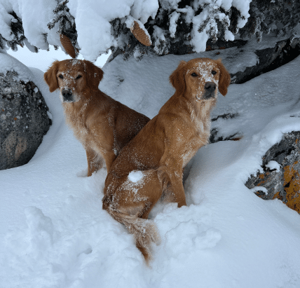 two golden retrievers in snow