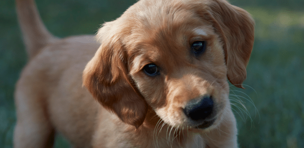 golden retriever puppy