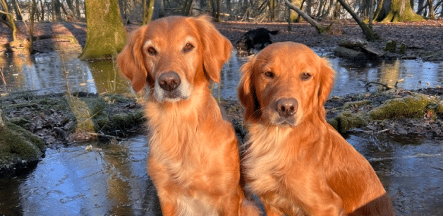 two golden retrievers sitting next to eachother