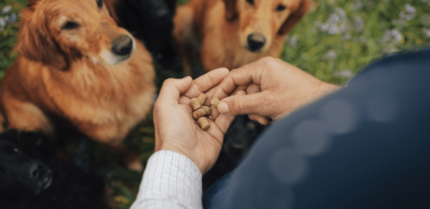 james middleton holding hypoallergenic treats in his hand