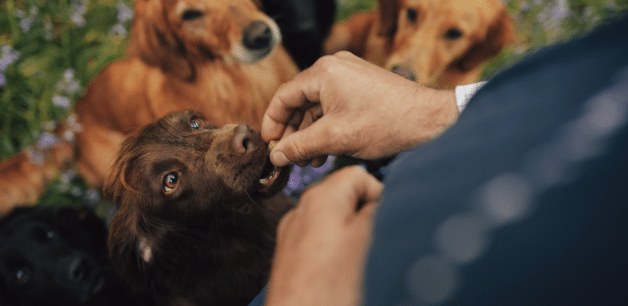 pack of dogs being fed high fat treat