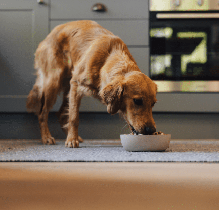 golden retriever eating high calorie Freeze-dried raw food