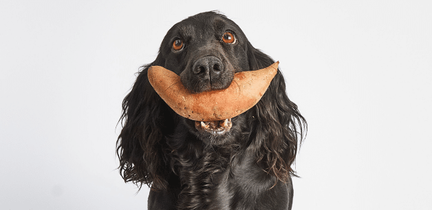 dog holding a sweet potato