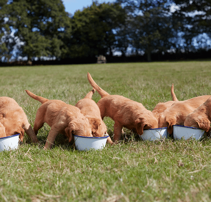 golden retriever puppies eating puppy food