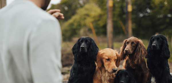 Working Cocker Spaniel: A Breed Guide by James Middleton - James & Ella