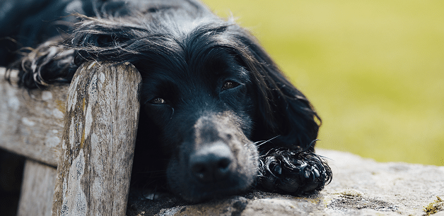 working cocker spaniel lying down after a long walk