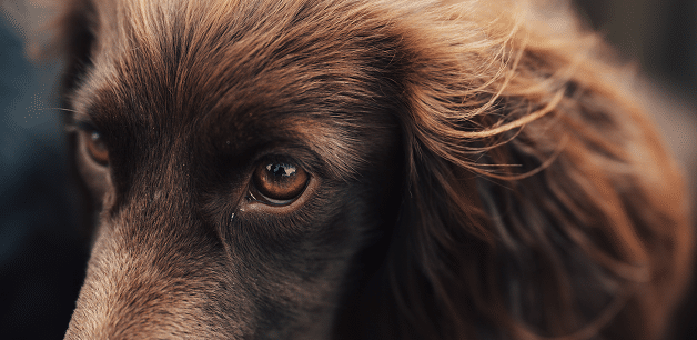 close up a working cocker spaniel's healthy coat