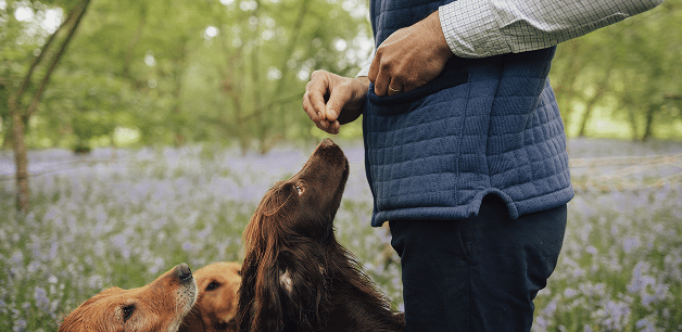 james middleton feeding his cocker spaniel a novel protein dog treat