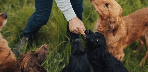james feeding dog camping friendly freeze-dried food