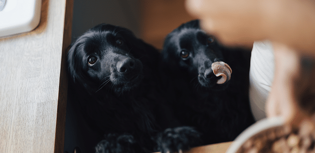 two cocker spaniels sat waiting eagerly for their novel protein dog food