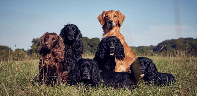 james middleton's dogs in a field whilst wild camping
