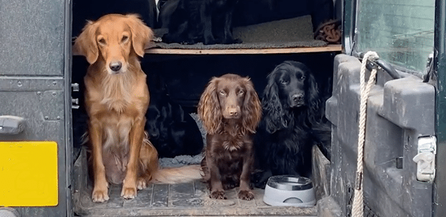 dogs in car ready for camping trip