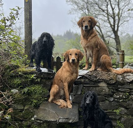 James middleton's 3 dogs on a wall whilst on a camping trip