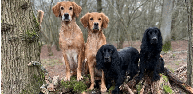 well behaved dogs on a hike in the woods