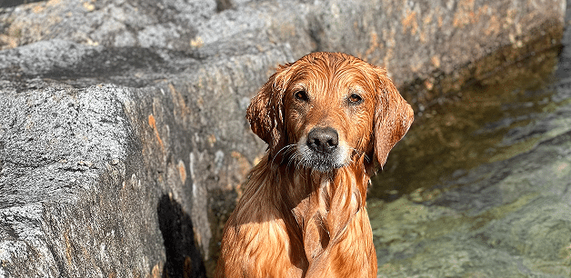 golden retriever in water mid hike
