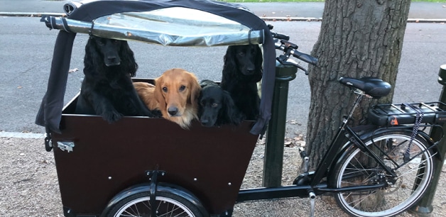 dogs in a cargo bike sheltered by a rain cover