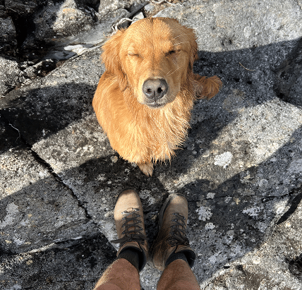 golden retriever sat on hot pavement by James Middleton's feet