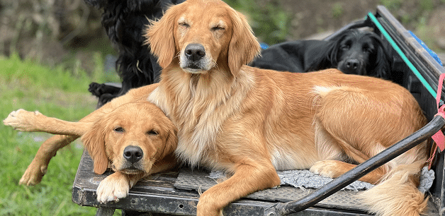 two golden retrievers on hot day on car boot