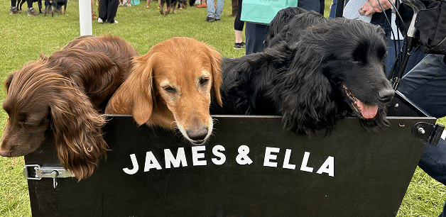 James Middleton's dogs in a cargo bike for dogs