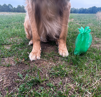 lower body of dog sat on a field next to a dog poo bag