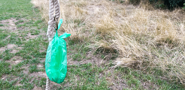 plastic green dog poo bag handing from a lead with a field background