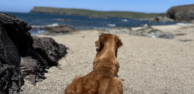 james middletons golden retriever dog on a beach in cornwall