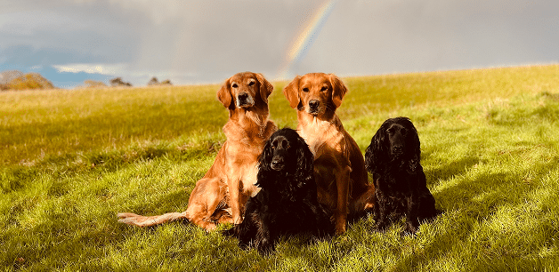 james middletons dogs in a field in the cotswolds with a rainbow behind