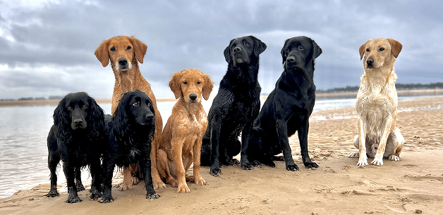 James middletons dogs on a beach in norfolk