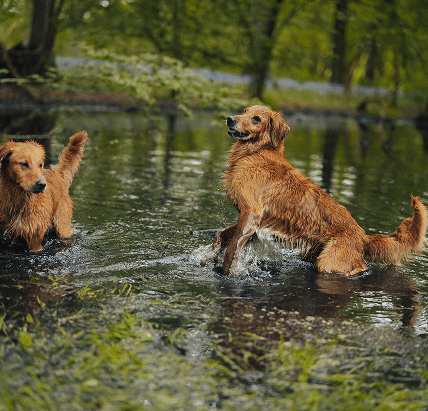 golden retrievers playing in autumn water