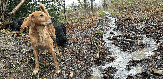 dogs in autumn setting