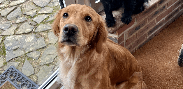 dog looking up at camera before going out for autumn walk