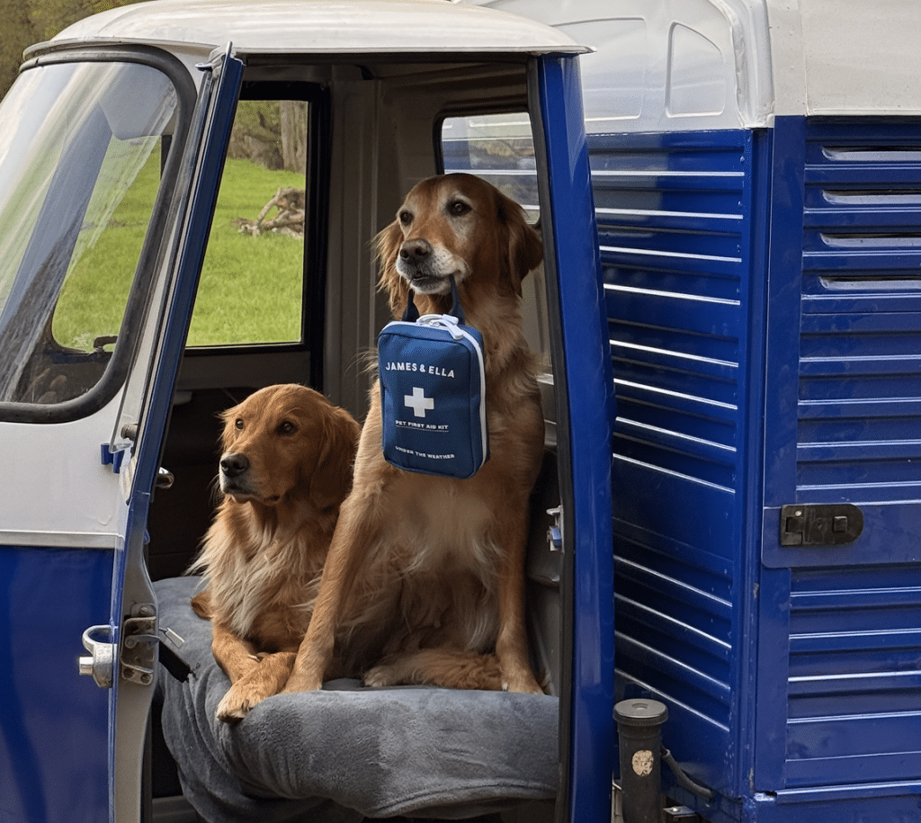 two golden retrievers with one gold retriever holding a pet first aid kit in mouth