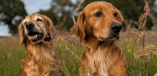 Cocker spaniels on an early morning dog walk