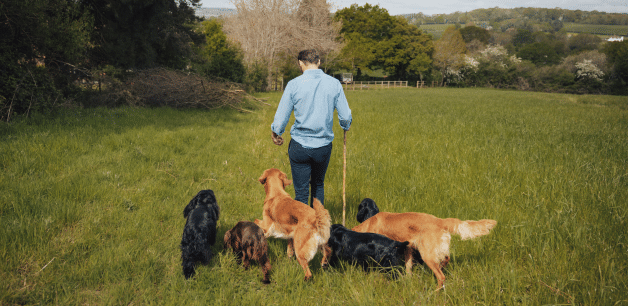 James Middleton walking his working cocker spaniels on an early morning dog walk