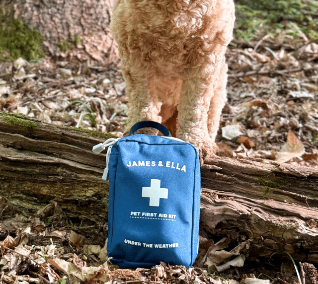 dog with pet first aid kit