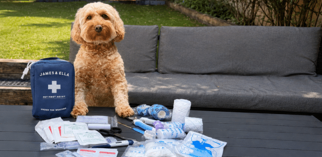two dogs with a pet first aid kit